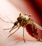 עקיצת יתושה